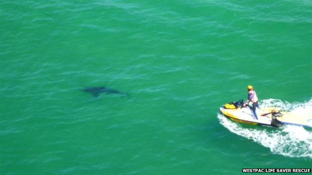 Specia de rechin preistoric care traieste si azi. Cum arata pradatorul in varsta de 80 de milioane de ani. FOTO