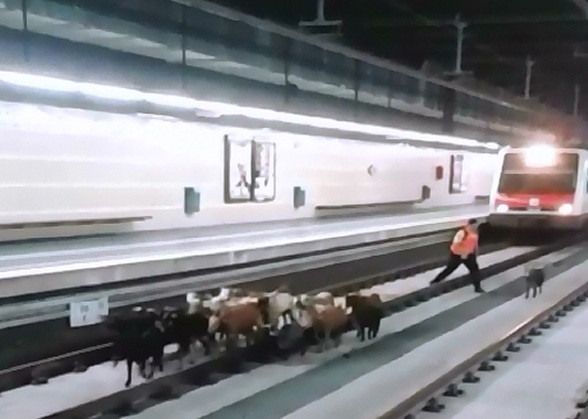 Circulatia la metrou, intr-un oras spaniol, data peste cap de o turma de capre. Cum au ajuns animalele pe sine