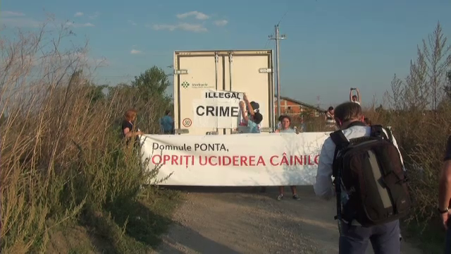 scandal caini