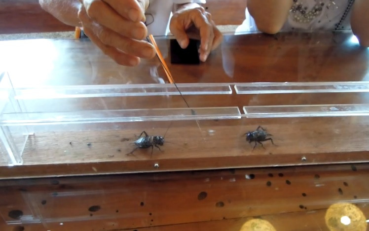 Cele mai asteptate lupte din China sunt cele cu ... greieri. Localnicii castiga de pe urma insectelor mii de euro pe luna