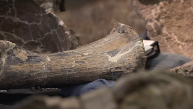 Descoperire uriasa, la propriu, facuta de un paleontolog, in Argentina. Animalul cantarea 65 de tone