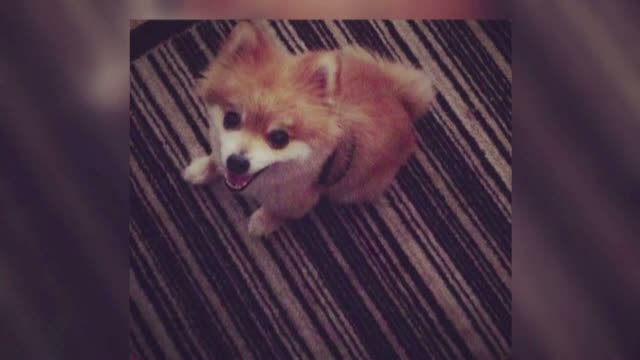 Gest de o cruzime rara, comis de un barbat din SUA. I-a ucis cainele fostei iubite, dupa care i l-a servit la cina