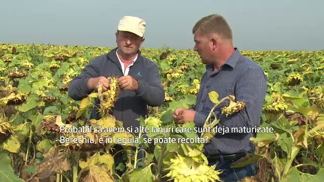 O lasa sa putrezeasca sau nu recolteaza si ies in pierdere. Problemele cu care se confrunta cultivatorii romani