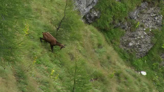 Romania frumoasa. Toamna, caprele negre coboara de pe stanci, iar florile de colt fac deliciul amatorilor de fotografii