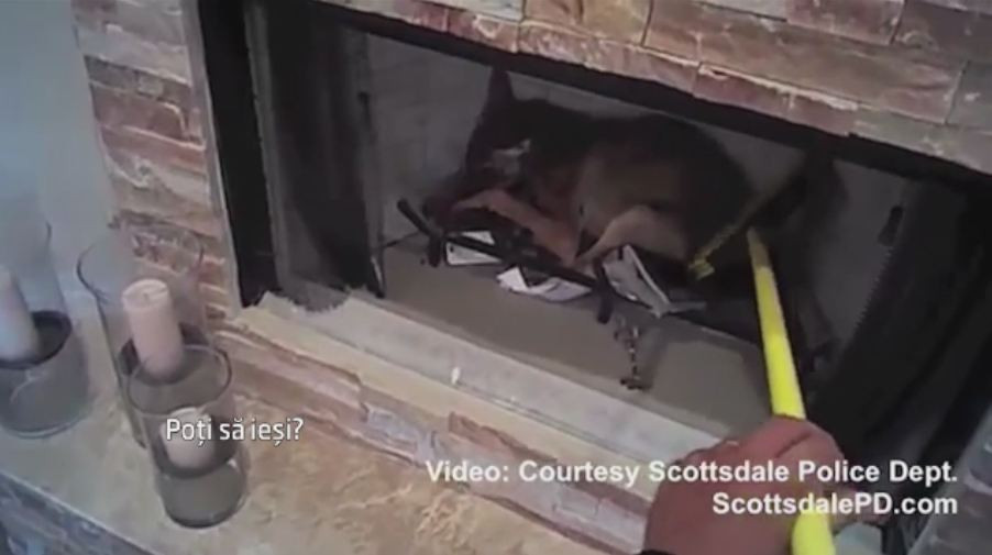 Intamplare amuzanta in Arizona. Un barbat a intrat in panica dupa ce un coiot i-a intrat in casa si s-a culcat in semineu