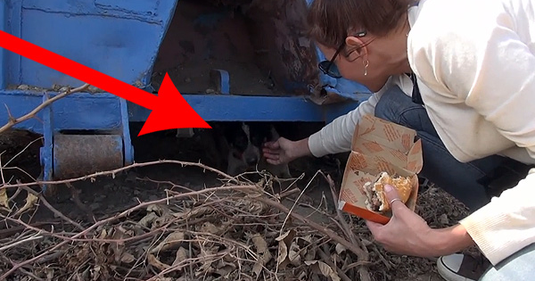 A trait 11 luni sub o masina: Cum a reactionat un caine al strazii cand a fost salvat! VIDEO