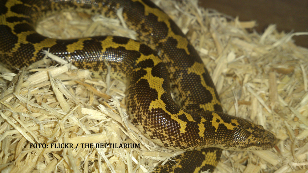 Cel mai rar sarpe din Romania, redescoperit dupa 80 de ani. Locul unde traieste "boa de nisip" este tinut SECRET