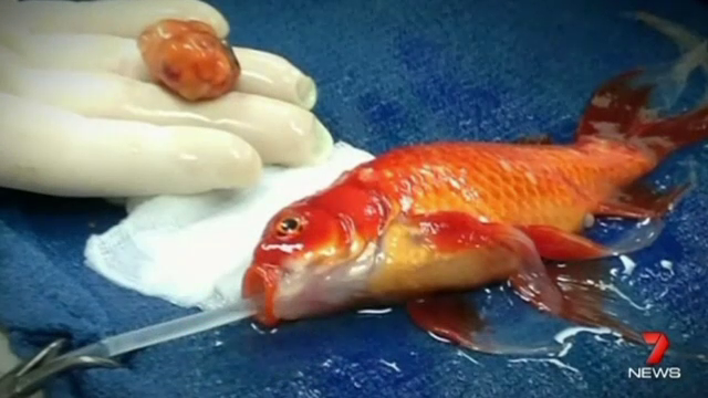 Un pestisor de acvariu a fost operat cu succes in Australia. George a trecut de primul deceniu de viata