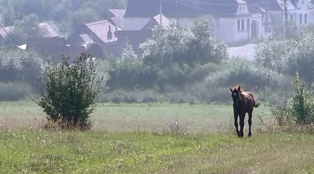 STIRI PE SCURT. Gazele naturale livrate populatiei se vor scumpi mai putin; Proiectele turistice din Viscri, verificate