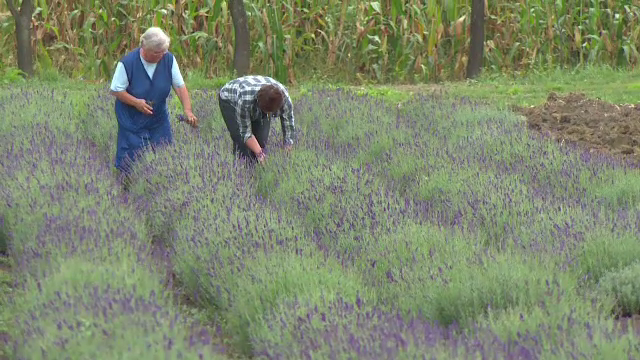 Lavanda a inflorit a doua oara in acest an. Romanii care au riscat si au castigat din afacerile cu flori lila