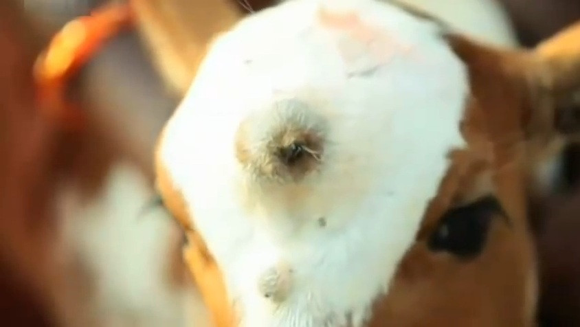 Un vitel cu trei ochi nascut in India, venerat drept reincarnarea zeitei hinduse Shiva. VIDEO