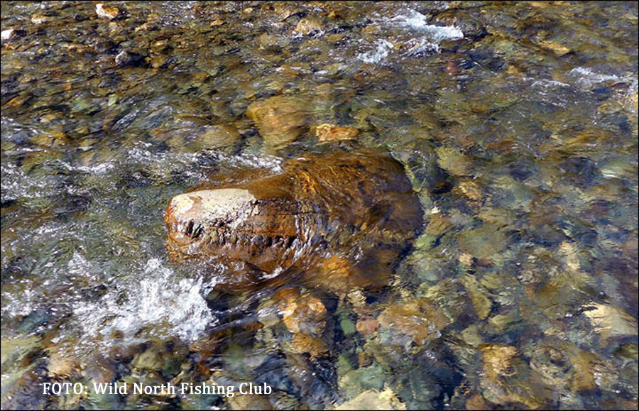 Crocodil gigantic, gasit in apele unui rau din Rusia. Ce cred oamenii de stiinta despre "monstrul din Siberia"