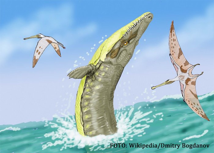 Dakosaurus maximus