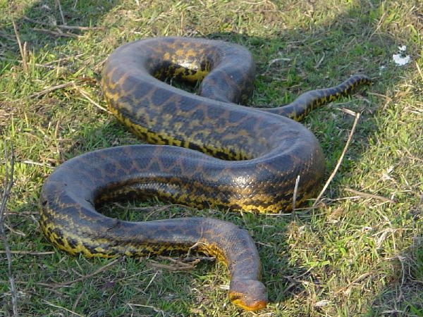 Au gasit un sarpe urias si au ramas uluiti cand au aflat care a fost ultima lui masa. Ce au gasit in stomacul lui. VIDEO