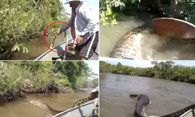 Trei pescari brazilieni risca inchisoare pentru ca au agresat si incercat sa prinda o anaconda galbena. VIDEO