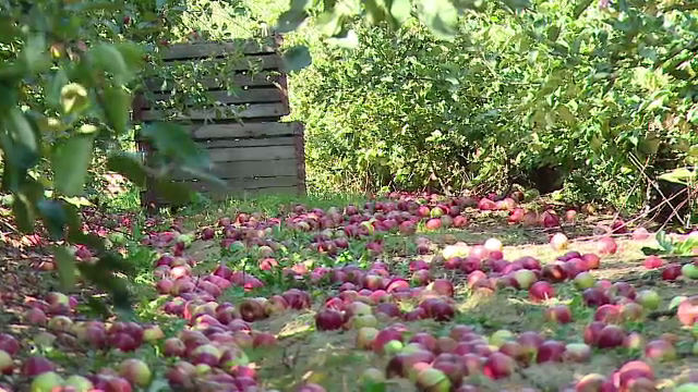 Paradoxul revoltator al unei recolte record in Romania. Cine raspunde pentru merele ce sunt lasate sa putrezeasca in livezi