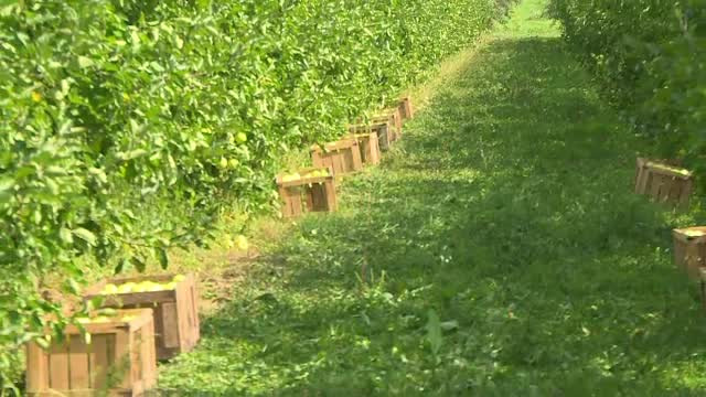 Cat de uriase pot fi incasarile din livezile pitice. Agricultorii au decoperit ca pot face mai multi bani, mult mai repede