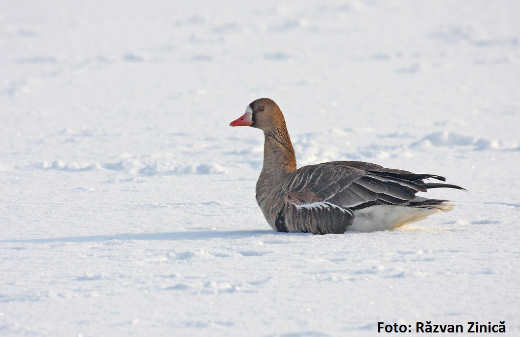 "Vom fi martori la noi crime ecologice". SOR trage un semnal de alarma: Guvernantii romani vor sa vaneze gasca cu tot cu oua