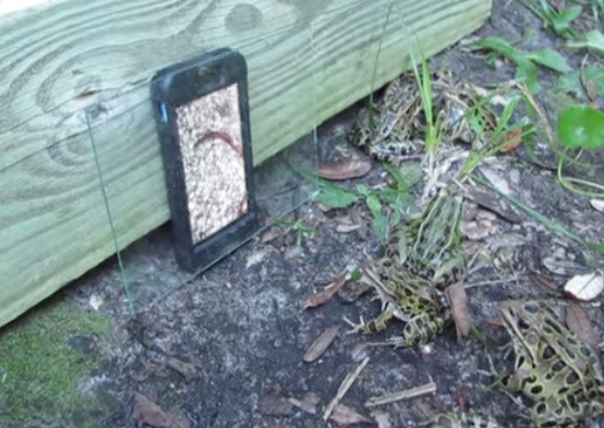 Reactia unor broaste la vederea unui iPhone. Ce apare pe ecranul telefonului. VIDEO