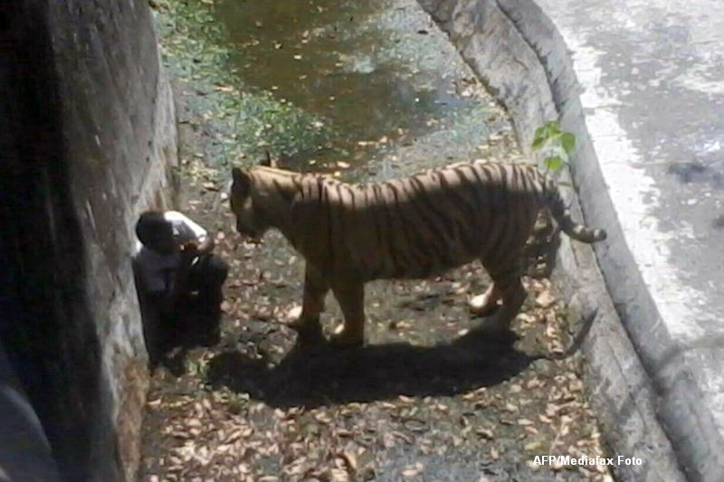 Un tanar din India a fost ucis de un tigru de la o gradina zoologica, dupa ce a patruns pe teritoriul animalului. FOTO SOCANT