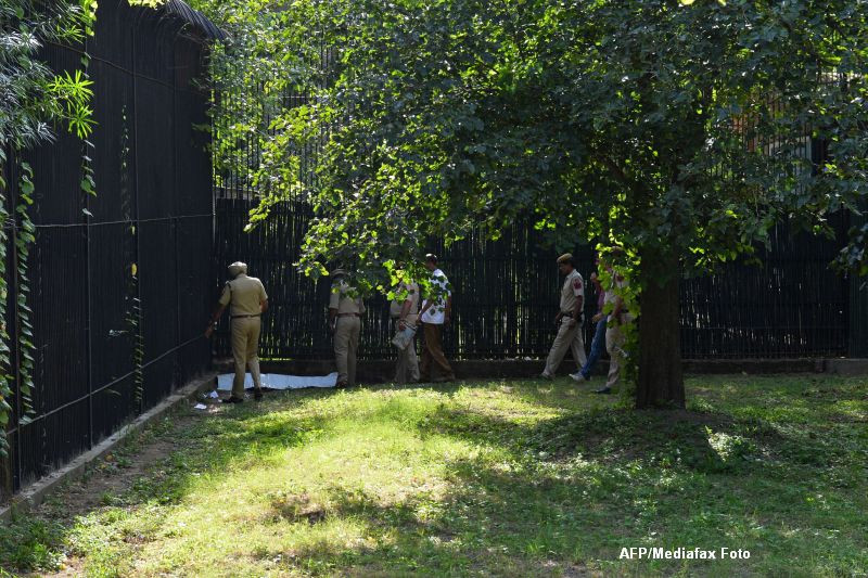 tigru alb care a atacat un om