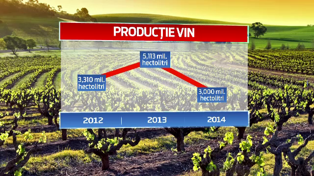 Productia de vin de anul acesta, la jumatate fata de 2013, din cauza ploilor. Planurile pe care si le-au facut viticultorii