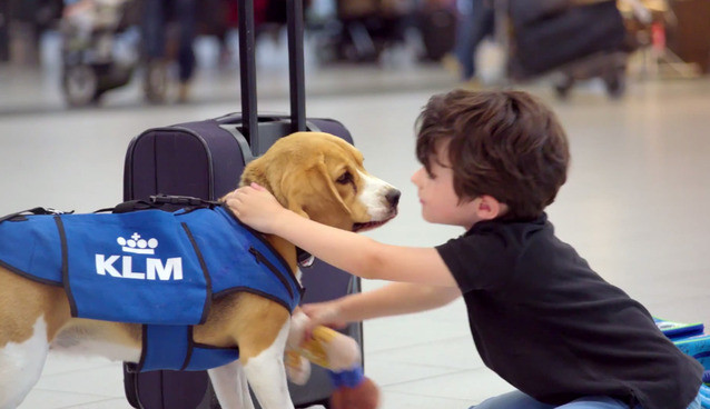 Sherlock, cel mai simpatic "angajat" al Companiei KLM. Cainele gaseste pasagerii uituci si le returneaza obiectele pierdute