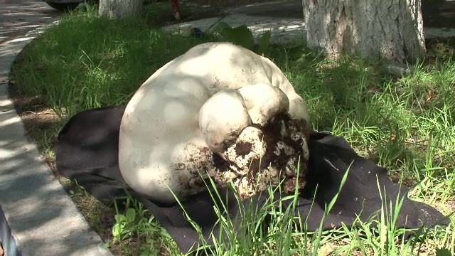Descoperire de Cartea Recordurilor, in Dolj, unde doi fermieri au gasit in gradina ciuperci gigantice. Cat cantaresc