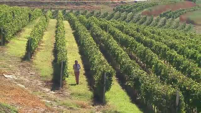 Cat te costa sa iti petreci o zi si o noapte intr-o podgorie din Romania. In Franta sau Spania, viile atrag mii de turisti