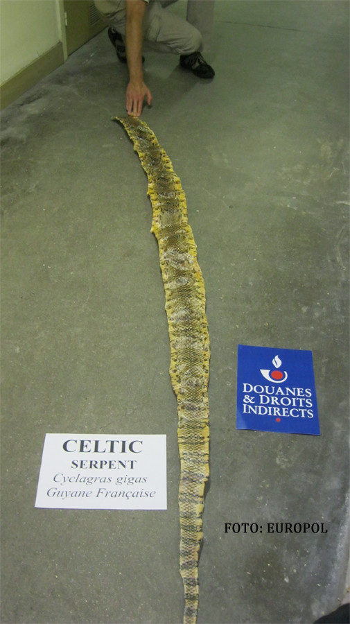 Cea mai mare operatiune europeana impotriva criminalitatii organizate. 30 de copii romani, eliberati din sclavie. VIDEO