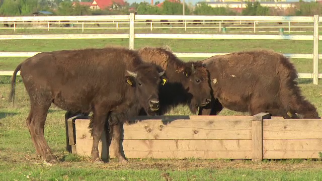 Ancheta dupa ce 12 bizoni de la o ferma din Salonta au murit intoxicati cu Furadan, substanta interzisa in Romania