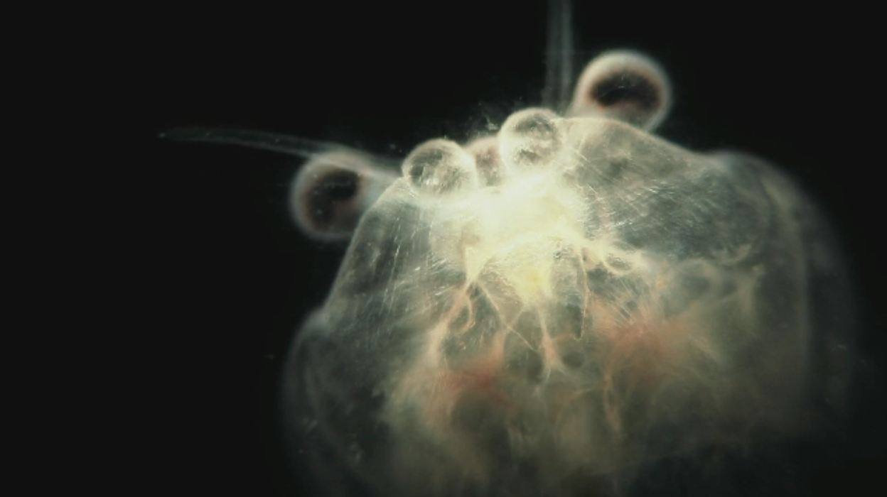 Cum arata o picatura de apa de la robinet la microscopul electronic. Creaturile pe care le bem par... "extraterestre"