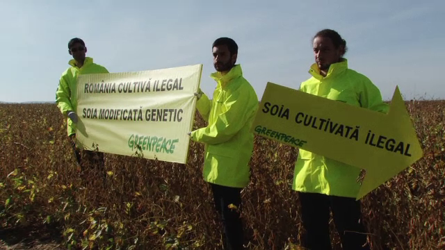 soia modificata genetic