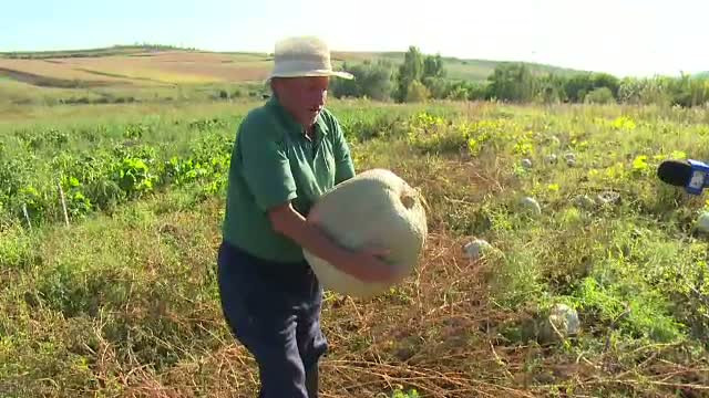 Cate kilograme au bostanii "ca-n poveste", aparuti in curtile oamenilor dupa ploile din ultima vreme