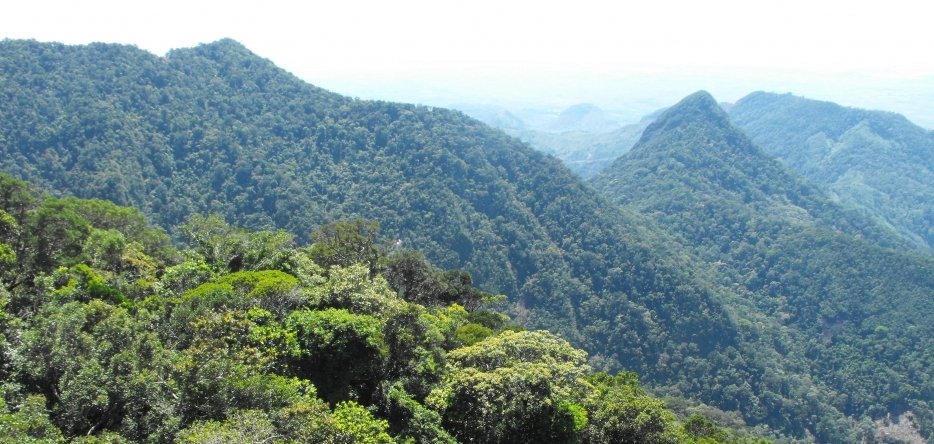 The forests of Madagascar