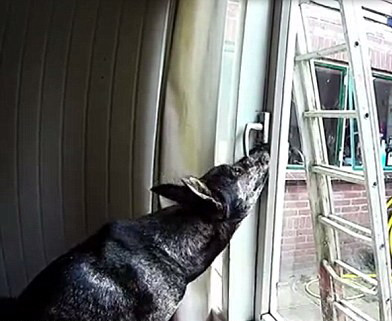 Au montat o camera in living sa vada ce face cainele lor. Imaginile au ajuns virale pe internet. VIDEO