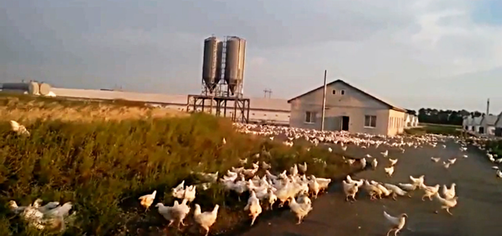 In Ucraina, chiar si gainile au scapat de sub control. "Arata ca dupa Apocalipsa". VIDEO