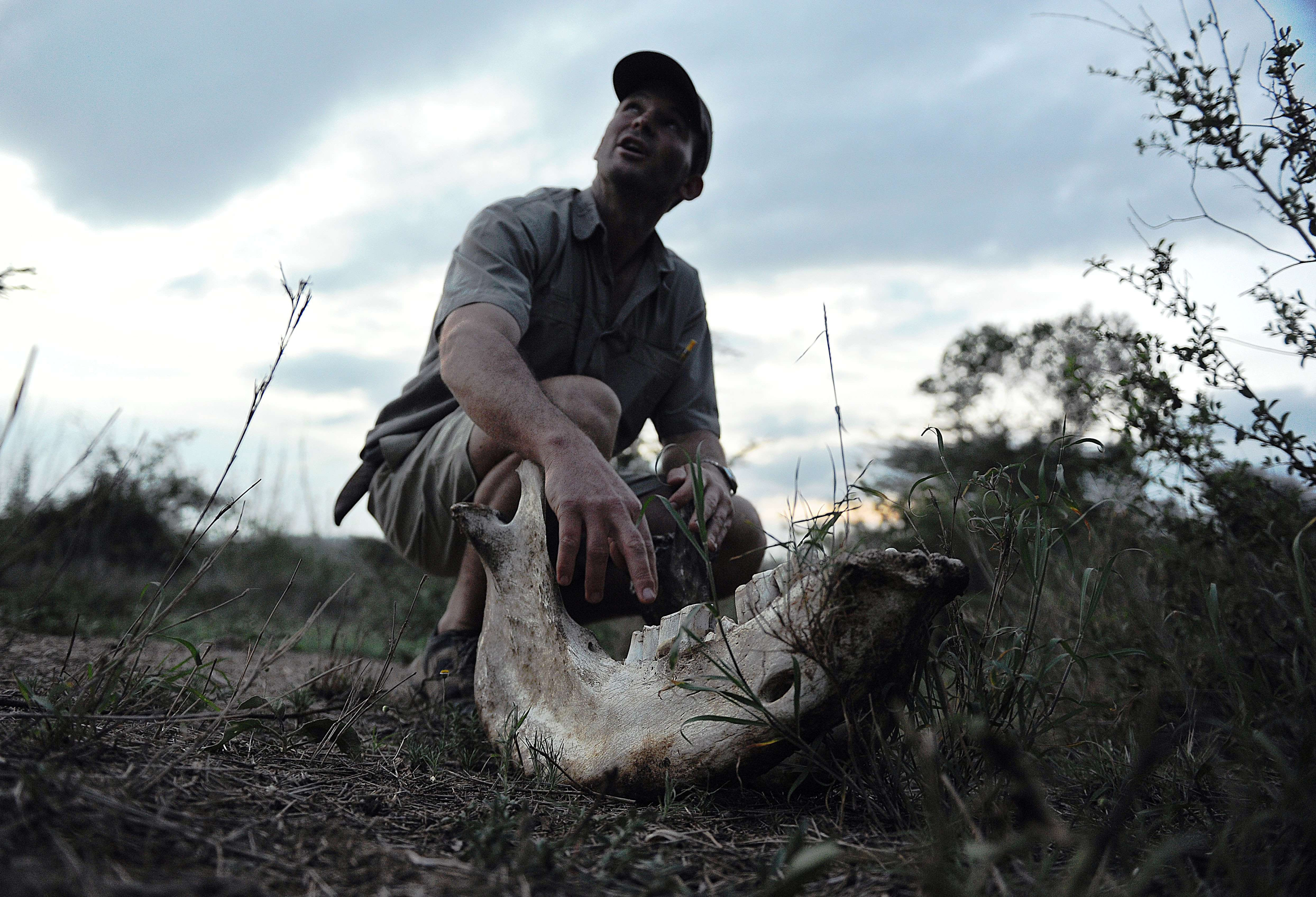 Cercetatorii trag un semnal de alarma: Peste 50% din animalele salbatice au disparut de pe Terra in ultimii 40 de ani