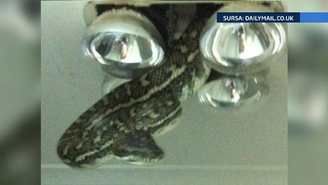 Un barbat din Australia s-a trezit cu un sarpe pe tavanul camerei. Cum a reactionat