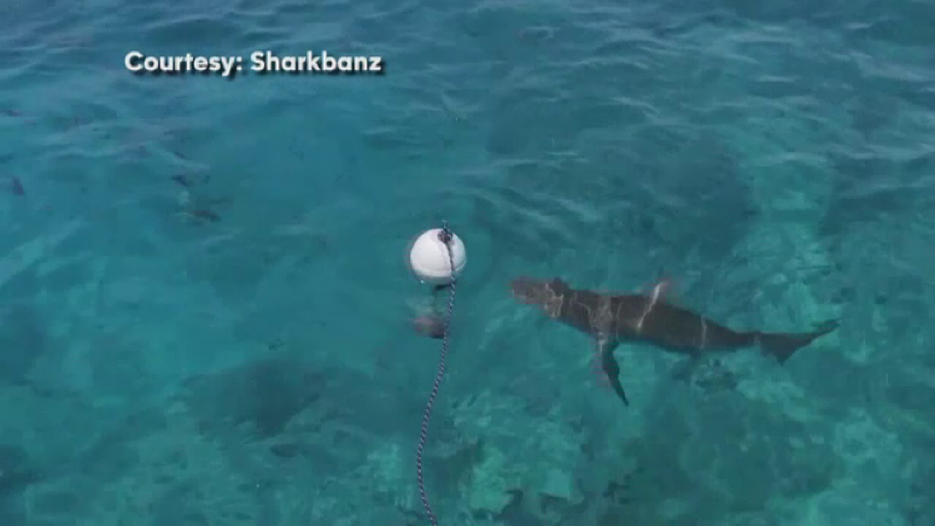 Surferii vor avea un plus de siguranta. Doi americani, tata si fiu, au creat dispozitivul care te protejeaza de rechini