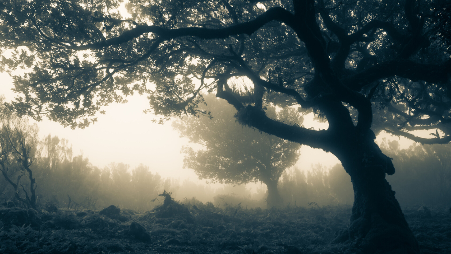 Fantoma cu ochii negri care bantuie Marea Britanie. Martorii vorbesc despre o fetita care tipa si sperie trecatorii