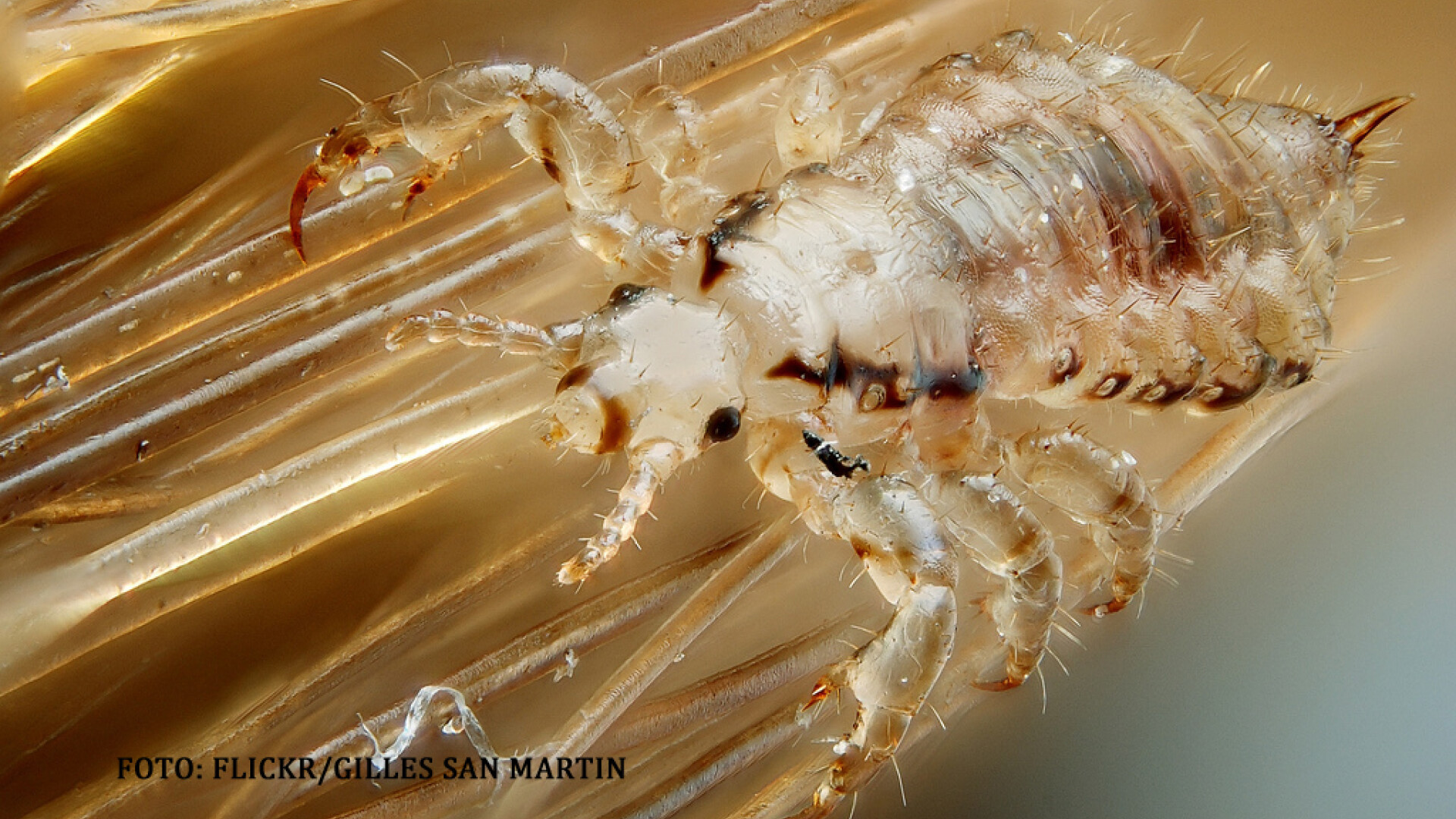 paduche de cap macro