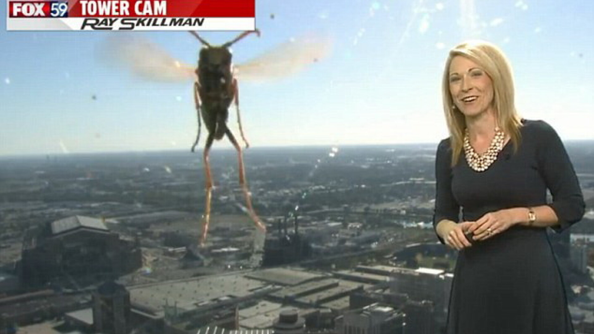 O prezentatoare meteo din SUA a avut parte de o sperietura zdravana in direct. Insecta care a facut-o sa tipe de groaza