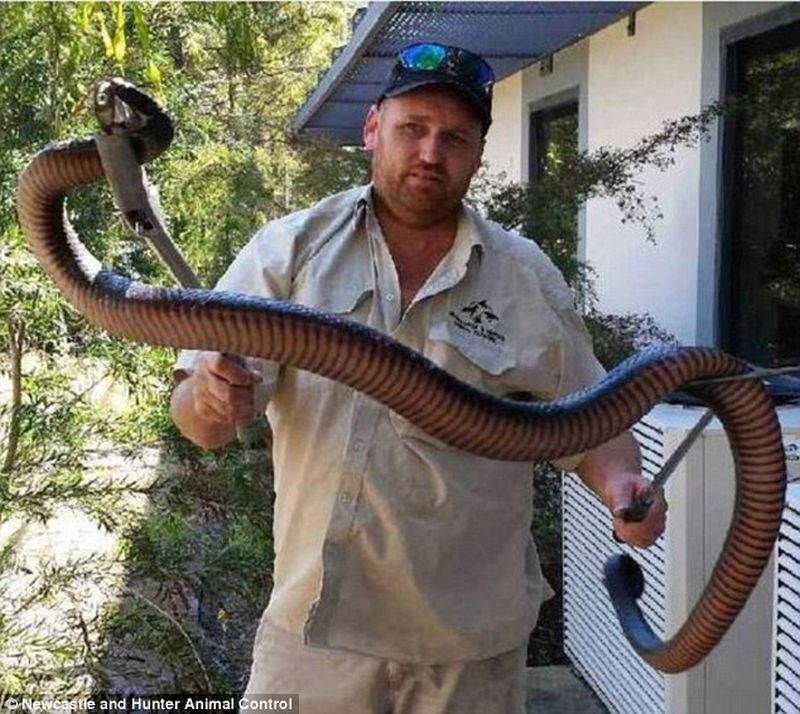 "Arata monstruos!". Un sarpe de 10 kilograme, gasit sub aparatul de aer conditionat dintr-un birou