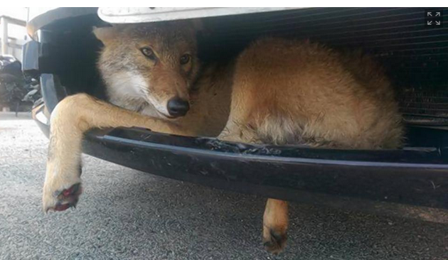 Un sofer din SUA a facut o descoperire neasteptata la masina sa. "Am continuat drumul, nu am stiut ca e acolo"