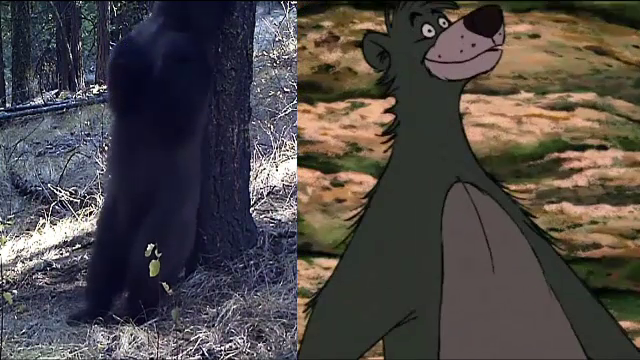 Ursul si internetul. Imaginile in care un urs din Statele Unite se scarpina de zor de un copac s-au viralizat online