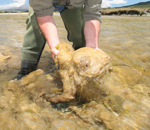 Raurile de pe intreaga planeta sunt invadate de alge. Efectele asupra mediului nu pot fi anticipate