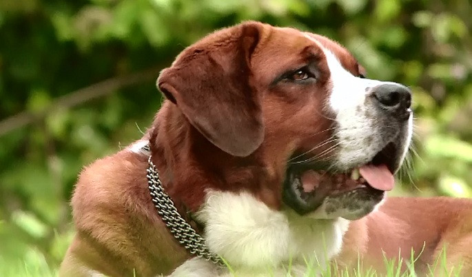 Ziua Internationala a Animalelor, sarbatorita intr-un mod inedit la Rezervatia de Ursi de la Zarnesti