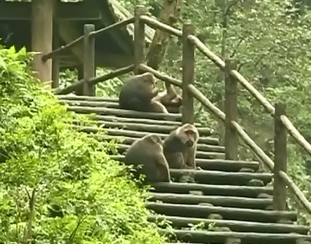 Maimutele din sud-vestul Chinei fura mancare turistilor. Cine le calmeaza atunci cand devin agresive