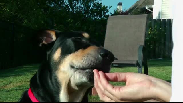 Povestea lui Lazar, cainele care nu vrea sa moara. A scapat de o boala la inima, de un accident si de o eutanasiere